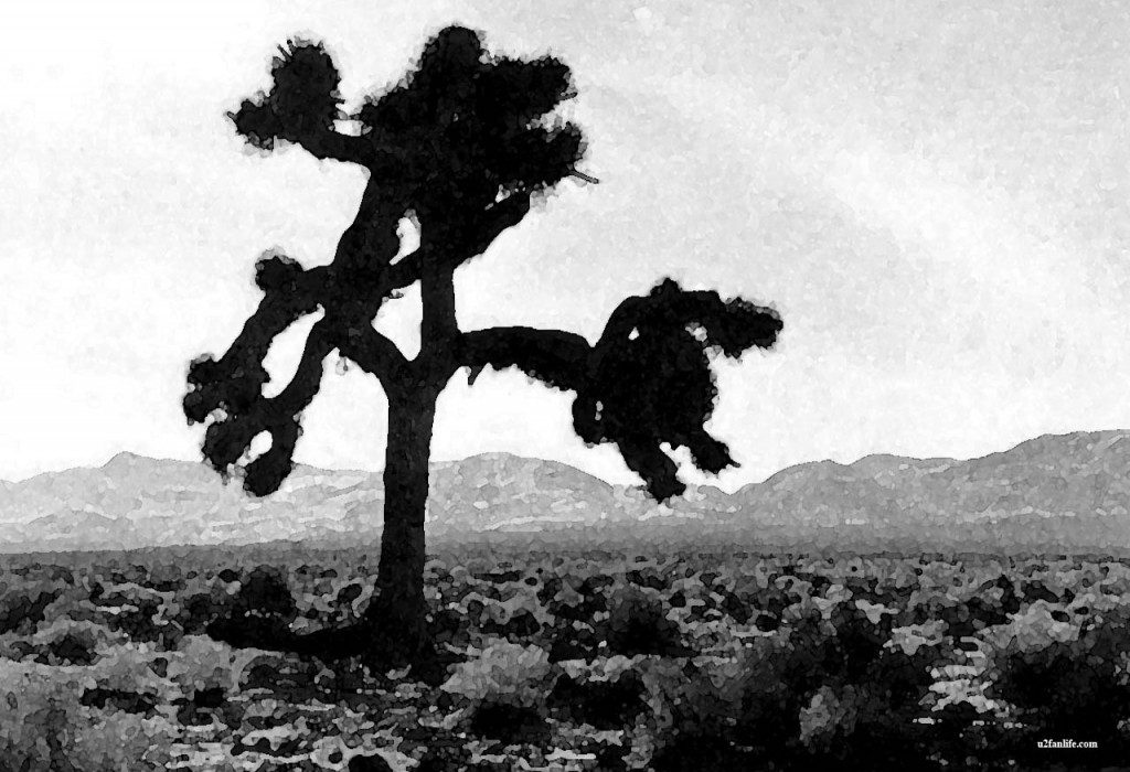 joshua tree